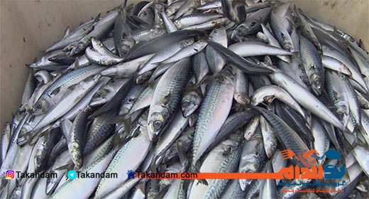 Carcinogenic-foods-fish