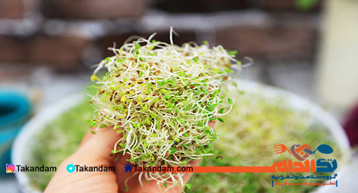 alfalfa-sprouts-benefits-homemade