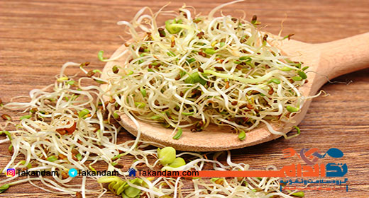 alfalfa-sprouts-benefits-roots