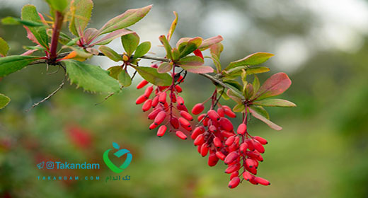 barberry-for-weight-loss-tree