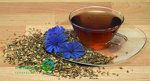 chicory-tea-benefits-roots