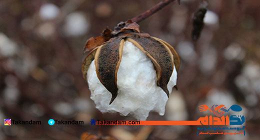 cottonseed-oil-benefits-1