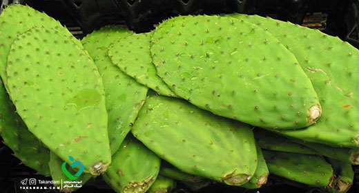 edible-cactus-benefits-for-health-2
