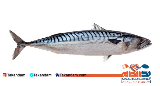 healthy-fishes-mackerel