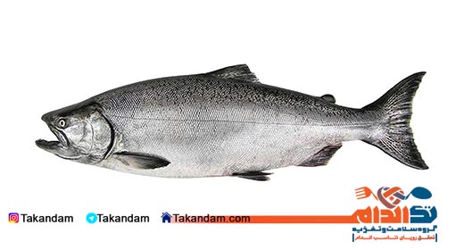 healthy-fishes-river-salmon