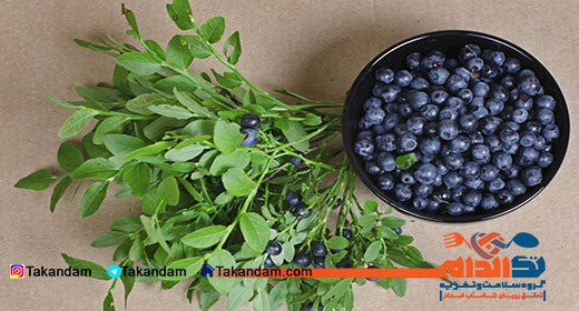 herbal-tea-and-weight-loss-bilberry