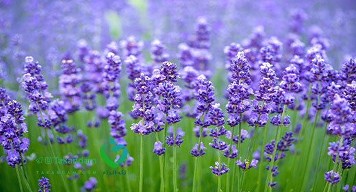 lavender-benefits-1