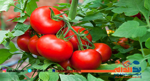 lycopene-benefits-tomato