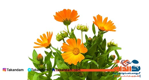 skin-issues-traditional-medicine-marigold