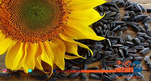 sunflower-seeds-benefits-6