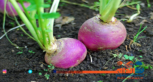 turnip-benefits-3