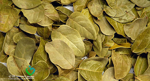 Boldo-Essential-oils-benefits-1