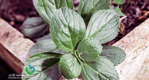 Boldo-Essential-oils-benefits-2