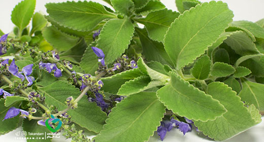 Boldo-Essential-oils-benefits-3