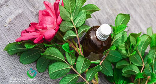 Boldo-Essential-oils-benefits-4