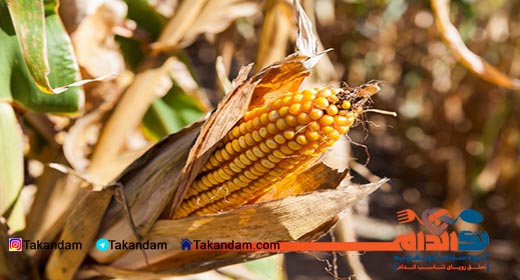 Carcinogenic-foods-corn