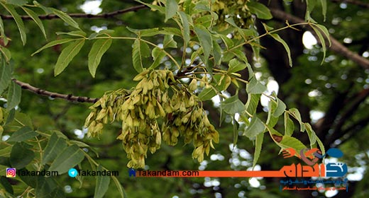 Fraxinus-excelsior-barks