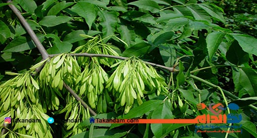 Fraxinus-excelsior-leaves