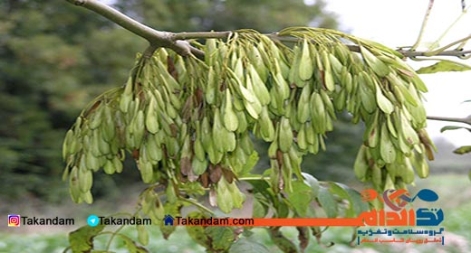 Fraxinus-excelsior-tree