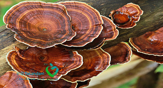 Ganoderma-and-weight-loss-health