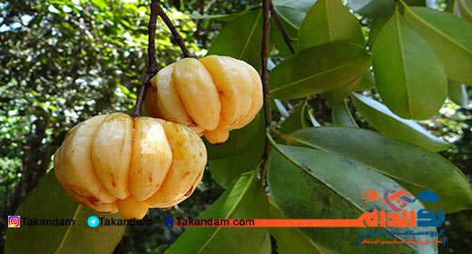 Garcinia-Cambogia-and-weight-loss-3