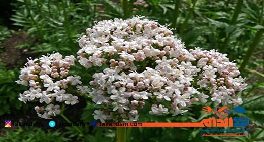 Valeria-tea-benefits-1