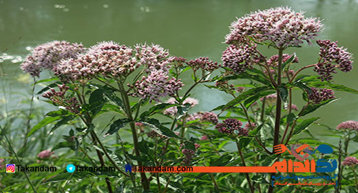 Valeria-tea-benefits-4
