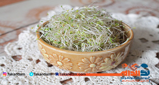 alfalfa-sprouts-benefits-banner-fresh