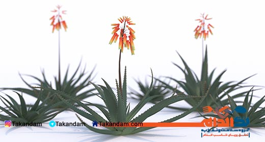 aloe-vera-benefits-flowers