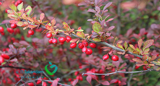 barberry-for-weight-loss-fresh