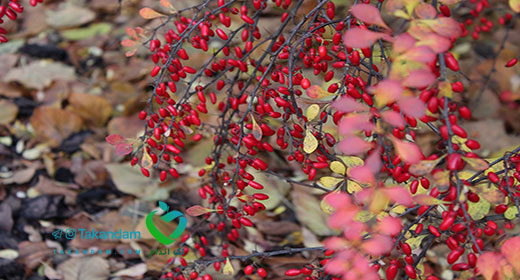 barberry-for-weight-loss-red