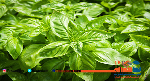 basil-benefits-1