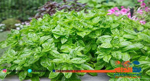 basil-benefits-3