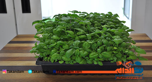basil-benefits-6