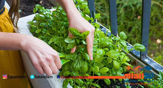 basil-benefits-7