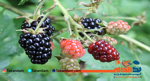 blackberry-benefits-1