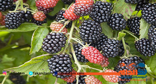 blackberry-benefits-2