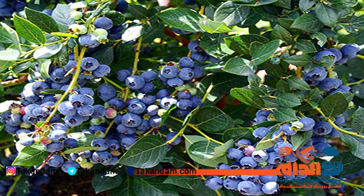 blueberry-benefits-5