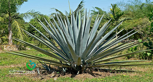 body-inflammation-agave