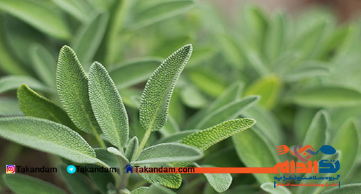body-odor-sage