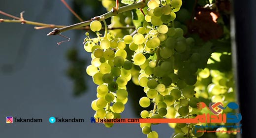 breastfeeding-bloating-grapes