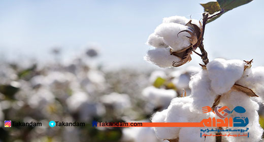 cottonseed-oil-benefits-4