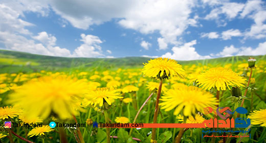 dandelion-tea-benefits-flowers