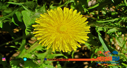 dandelion-tea-benefits-plant