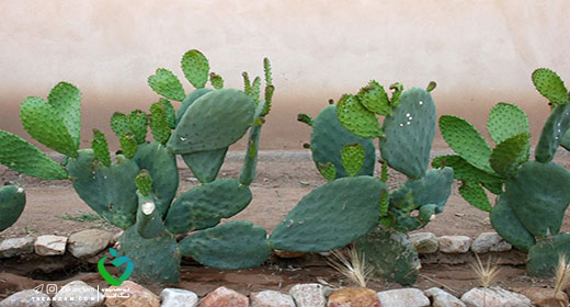 edible-cactus-benefits-for-health-6