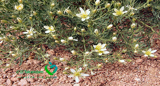 espand-for-weight-loss-flower