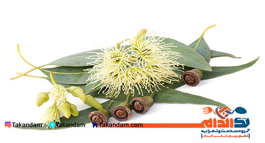 eucalyptus-benefits-1