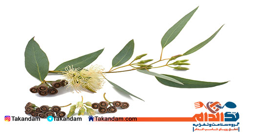eucalyptus-benefits-3