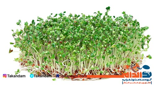 food-good-for-longevity-sprout