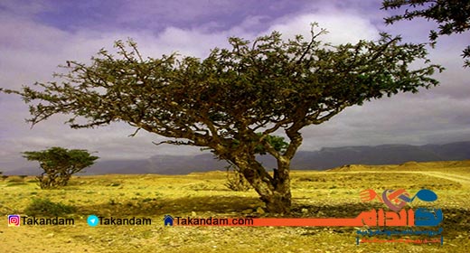 frankincense-benefits-5